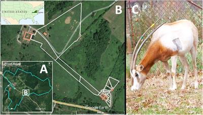 Providing baseline data for conservation–Heart rate monitoring in captive scimitar-horned oryx